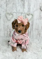 Comet, a female Goldendoodle and Golden Retriever for sale in Otisville, MI – Photo 2 of 2