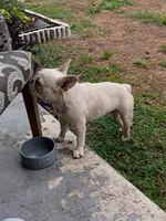 SoyMilk , a male French Bulldog for sale in Orlando, FL – 2 of 3