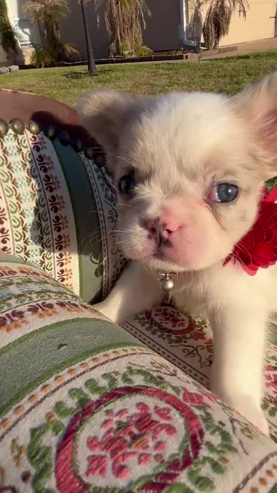 Eevee , a female French Bulldog for sale in Orlando, FL – 2 of 2