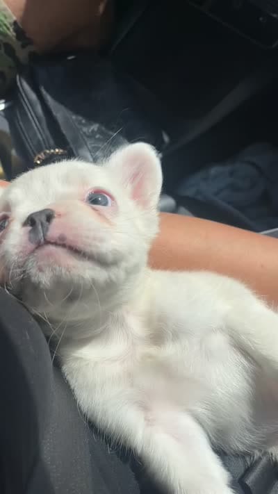 Dash , a male French Bulldog for sale in Orlando, FL – 6 of 6
