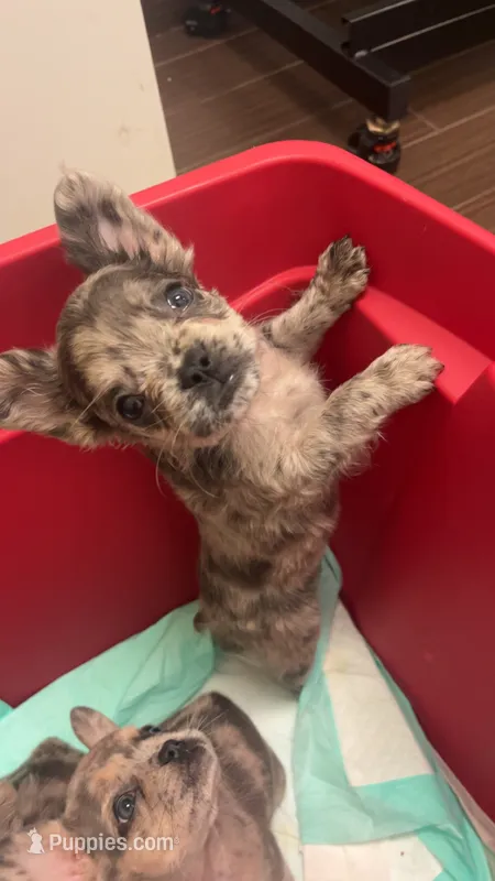 Rocket  – French Bulldog puppy for sale in Orlando, FL