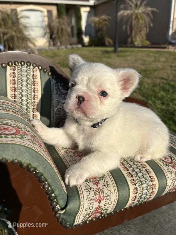 Dash  – French Bulldog puppy for sale in Orlando, FL