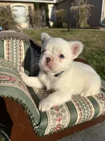 Dash , a male French Bulldog for sale in Orlando, FL – 1 of 6