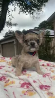 Zoey, a female French Bulldog for sale in Orlando, FL – 2 of 4
