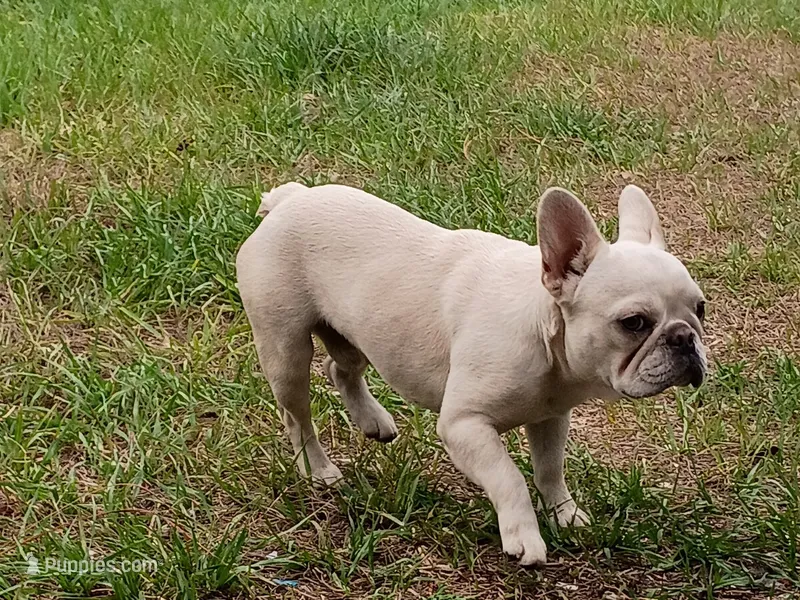 SoyMilk  – French Bulldog puppy for sale in Orlando, FL