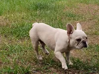SoyMilk , a male French Bulldog for sale in Orlando, FL – 1 of 3