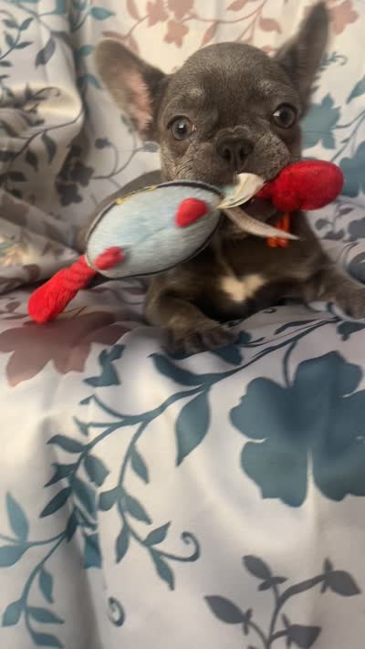 Lulu , a female French Bulldog for sale in Orlando, FL – 2 of 2