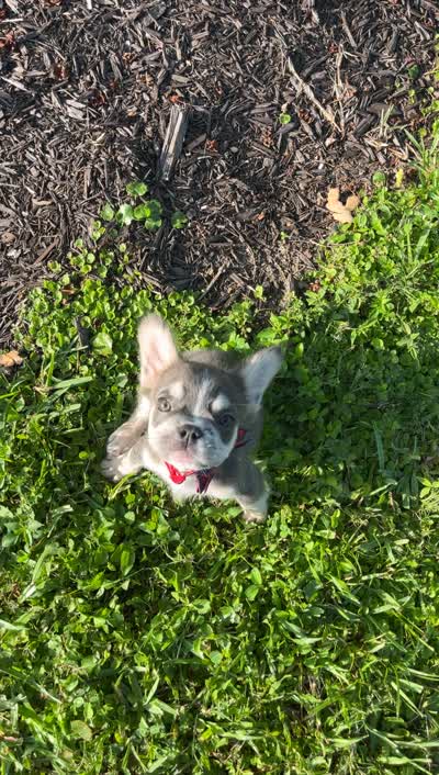 Boots, a male French Bulldog for sale in Orlando, FL – 3 of 3