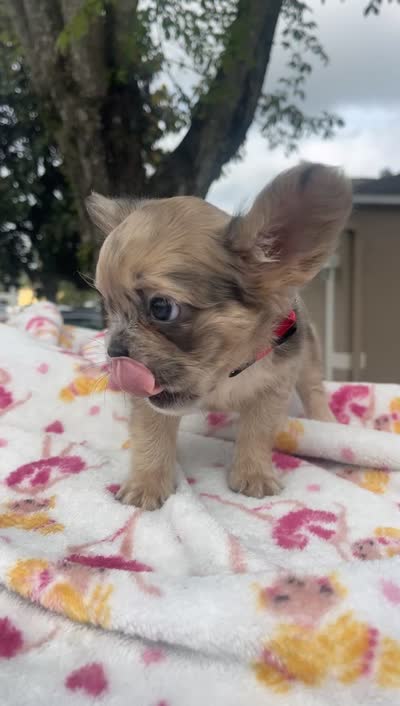 Zoey, a female French Bulldog for sale in Orlando, FL – 4 of 4