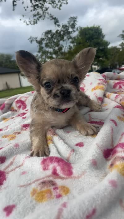 Zoey, a female French Bulldog for sale in Orlando, FL – 3 of 4