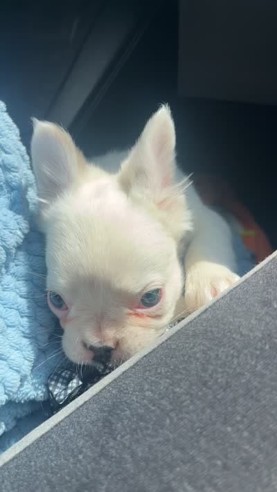 Dash , a male French Bulldog for sale in Orlando, FL – 5 of 6