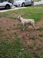 SoyMilk , a male French Bulldog for sale in Orlando, FL – 3 of 3