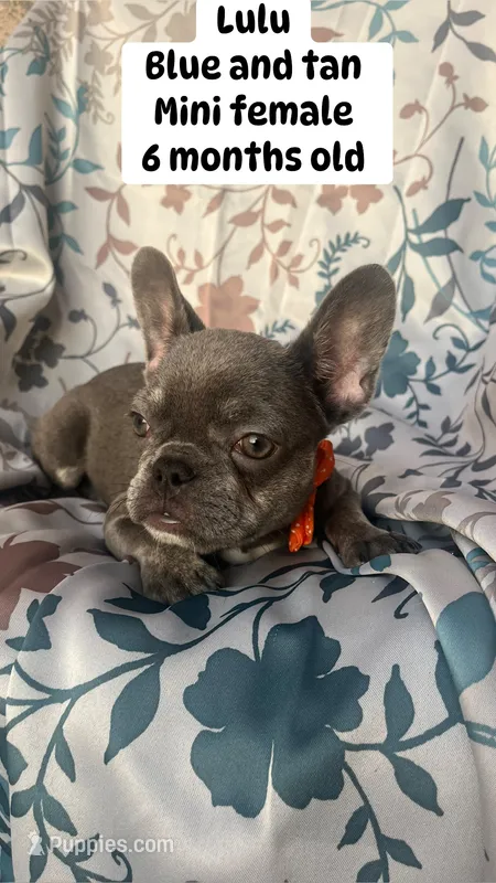 Lulu  – French Bulldog puppy for sale in Orlando, FL
