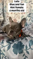 Lulu , a female French Bulldog for sale in Orlando, FL – 1 of 2