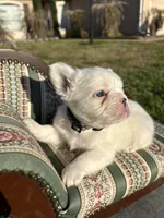 Dash , a male French Bulldog for sale in Orlando, FL – 2 of 6