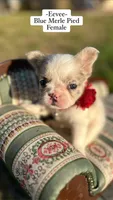 Eevee , a female French Bulldog for sale in Orlando, FL – 1 of 2