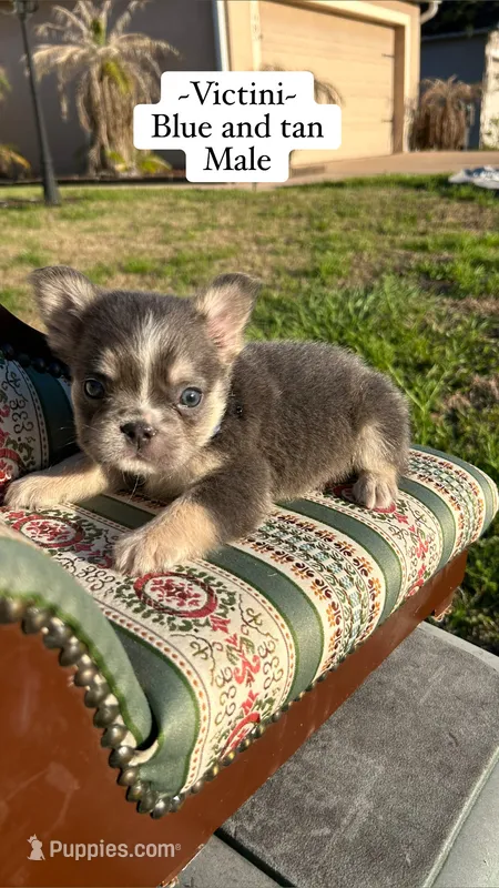 Boots – French Bulldog puppy for sale in Orlando, FL