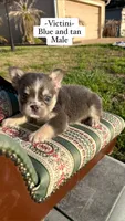 Boots, a male French Bulldog for sale in Orlando, FL – 1 of 3