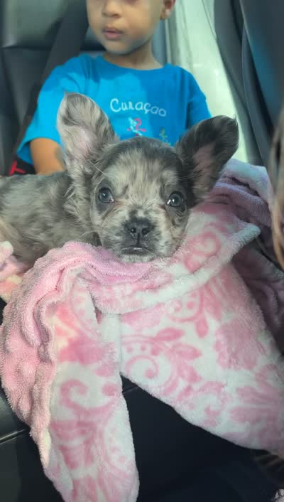 Rocket , a male French Bulldog for sale in Orlando, FL – 3 of 3