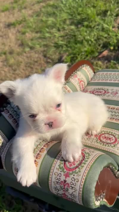 Dash , a male French Bulldog for sale in Orlando, FL – 3 of 6