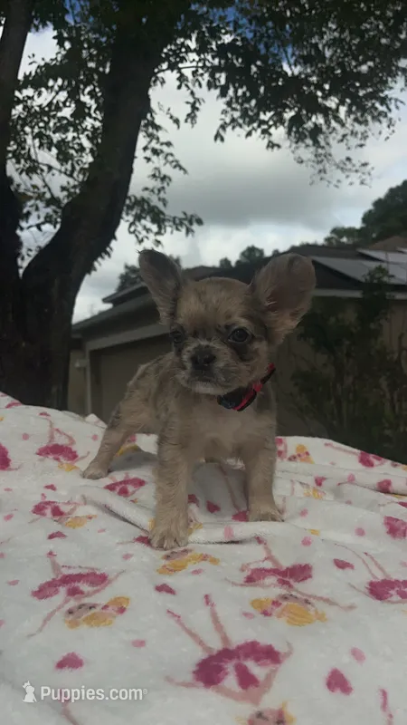 Zoey – French Bulldog puppy for sale in Orlando, FL