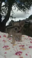Zoey, a female French Bulldog for sale in Orlando, FL – 1 of 4