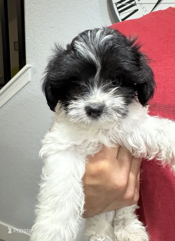Max – Maltese, Shih Tzu puppy for sale in Ceres, CA