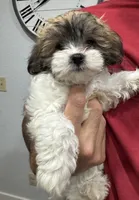 Coco, a female Shih Tzu for sale in Ceres, CA – 2 of 9