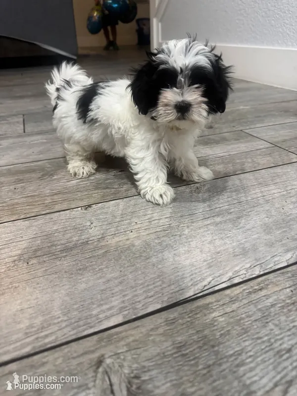 Betty – Maltese, Shih Tzu puppy for sale in Ceres, CA