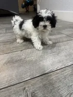 Betty, a female Maltese and Shih Tzu for sale in Ceres, CA – 3 of 7