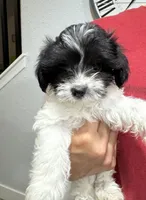 Oliver , a male Maltese and Shih Tzu for sale in Ceres, CA – 2 of 9