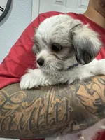 Charley , a male Maltese and Shih Tzu for sale in Ceres, CA – 2 of 9
