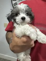 Benji , a male Maltese and Shih Tzu for sale in Ceres, CA – 2 of 4