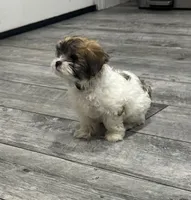 Coco, a female Shih Tzu for sale in Ceres, CA – 7 of 9