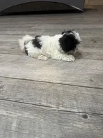 Betty, a female Maltese and Shih Tzu for sale in Ceres, CA – 7 of 7