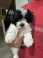 Sasha , a female Maltese and Shih Tzu for sale in Ceres, CA – 1 of 5