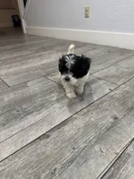 Oliver , a male Maltese and Shih Tzu for sale in Ceres, CA – 7 of 9