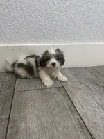 Benji , a male Maltese and Shih Tzu for sale in Ceres, CA – 3 of 4