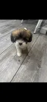 Coco, a female Maltese and Shih Tzu for sale in Ceres, CA – 3 of 4