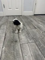 Max, a male Maltese and Shih Tzu for sale in Ceres, CA – 7 of 7