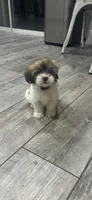 Coco, a female Maltese and Shih Tzu for sale in Ceres, CA – 4 of 4