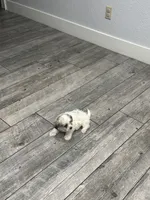 Charley , a male Maltese and Shih Tzu for sale in Ceres, CA – 9 of 9