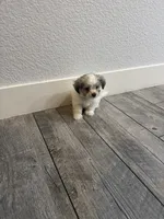 Charley , a male Maltese and Shih Tzu for sale in Ceres, CA – 6 of 9