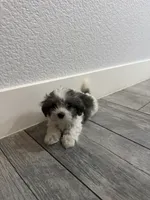 Benji , a male Maltese and Shih Tzu for sale in Ceres, CA – 4 of 4