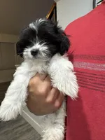 Oliver , a male Maltese and Shih Tzu for sale in Ceres, CA – 3 of 9