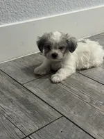 Charley , a male Maltese and Shih Tzu for sale in Ceres, CA – 5 of 9