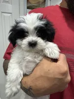 Max, a male Maltese and Shih Tzu for sale in Ceres, CA – 3 of 7