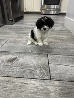 Oliver , a male Maltese and Shih Tzu for sale in Ceres, CA – 4 of 9