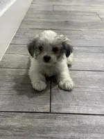Charley , a male Maltese and Shih Tzu for sale in Ceres, CA – 4 of 9
