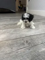 Betty, a female Maltese and Shih Tzu for sale in Ceres, CA – 4 of 7